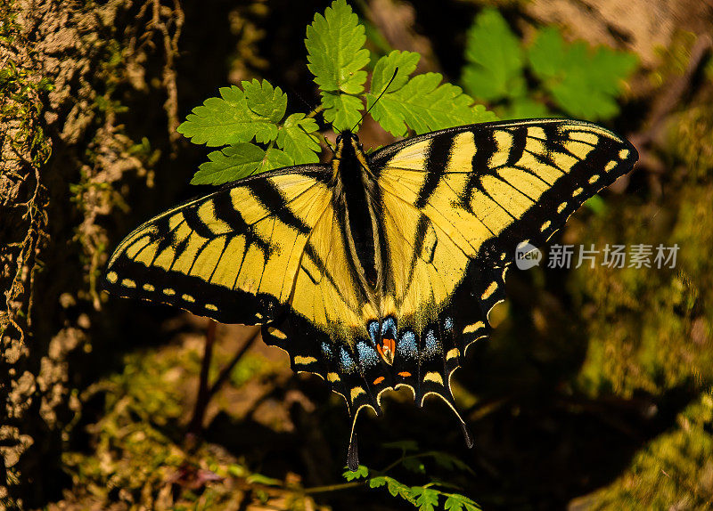 凤蝶(Papilio glaucus)是一种原产于北美东部的蝴蝶。大烟山国家公园。田纳西。